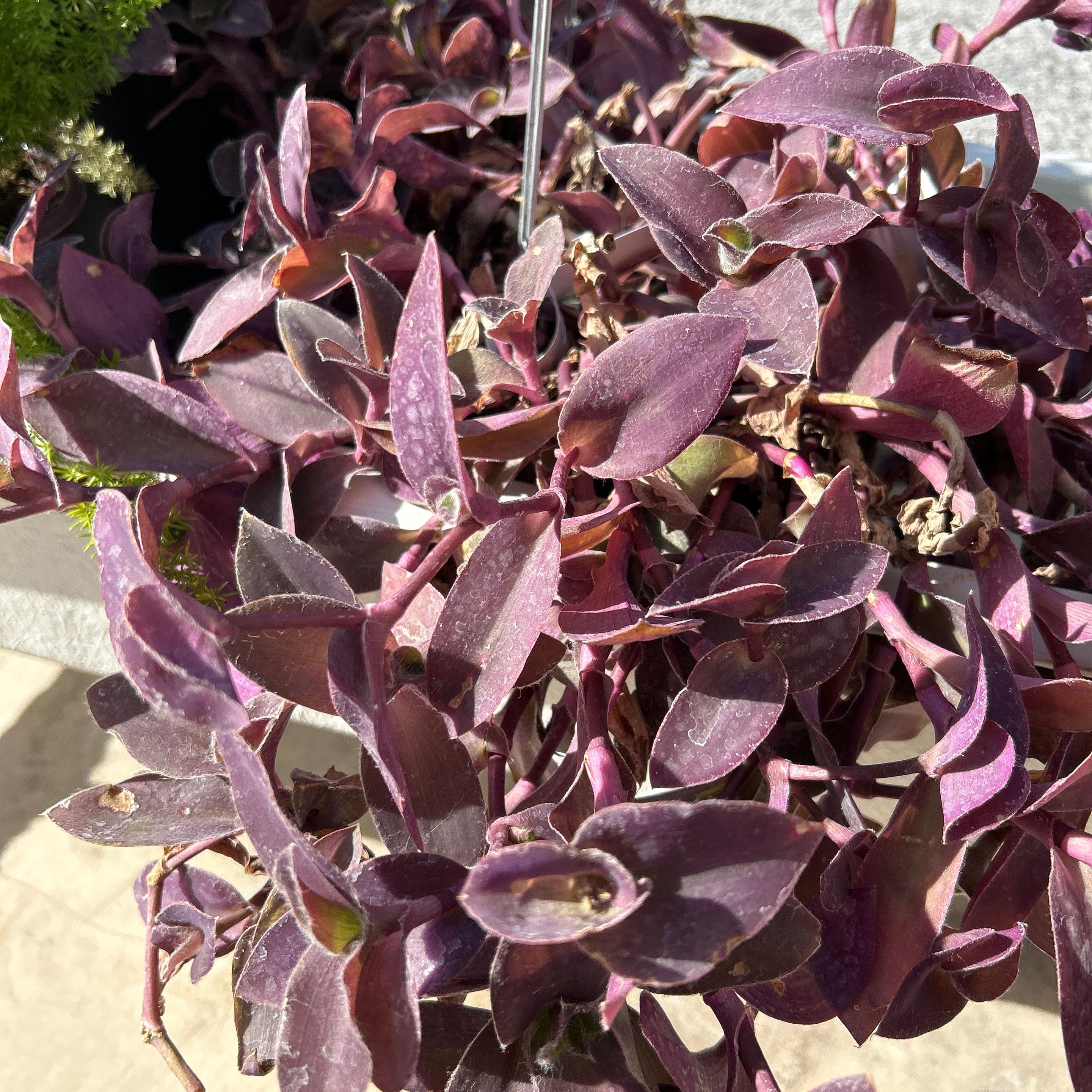 Setcreasea pallida 'Lion's Heart' (Lion's Heart Purple Heart
